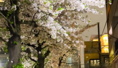 Sakura at Full bloom now !