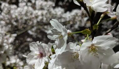 Sakura night (Cherry blossom)