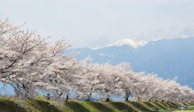 Cherry Blossoms (Ina, Nagano Pref.)