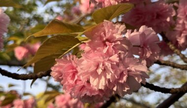 Glowing Sakura early morning Tokyo