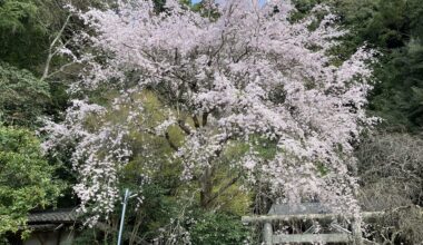 Sakura in a little shrine (Kyoto)