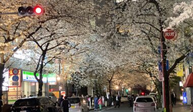 Sakura @ Nihonbashi sakura dori as of 04-04-24