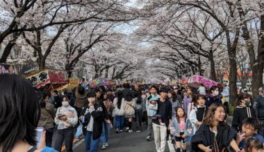 Local sakura festival for the first time since 2018