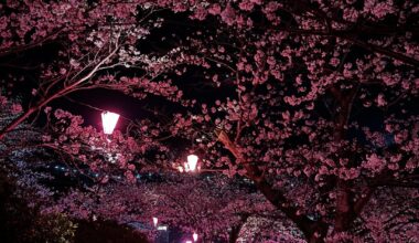 Nagasaki sakura nights