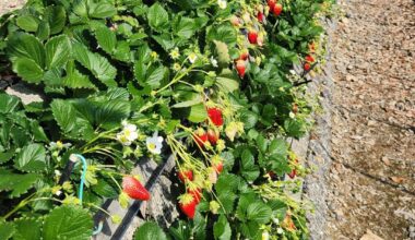 Strawberry picking in Shizuoka