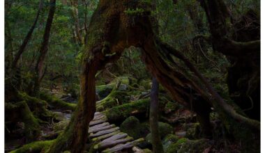 Yakushima