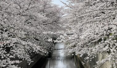 Sakura near the river