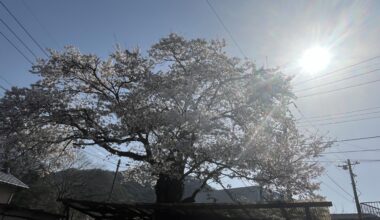 Cherry blossom in Tsuru, Yamanashi.