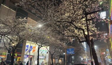Sakura in the evening streets of Nakano