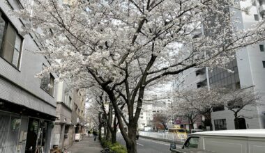 Tokyo cherry blossom progress report 2024: still in the early stages of blooming, approaching mid-bloom