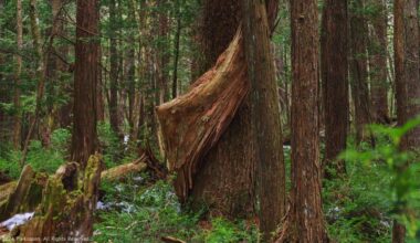 Twists of Nature: Discovering Aokigahara-Jukai's Beauty