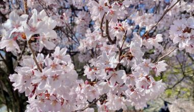 Sakura - Komoro-jo Castle Ruins - Kaikoen Park