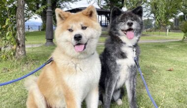 Akita dog society issues digital pedigrees to combat forgery