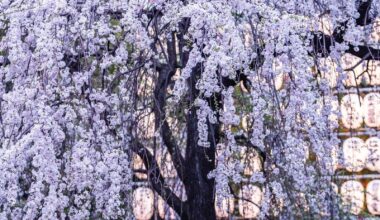 Blossoming Beauty: Capturing Sakura Splendor at Ueno Park