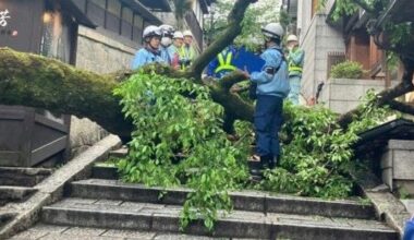 Sakura tree falls on 62-year-old man in Kyoto