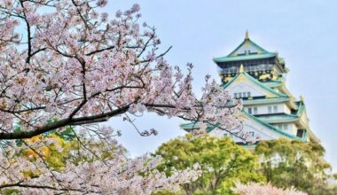 Japan Special Cherry Blossoms 🌸✨🌸