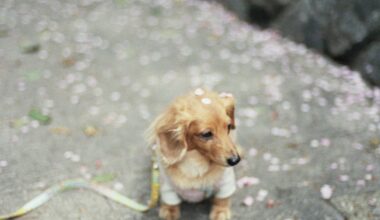 Sakura on film