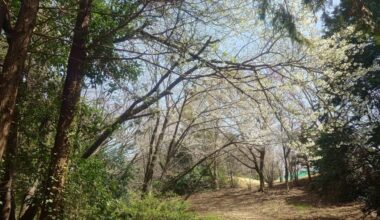 昭和記念公園