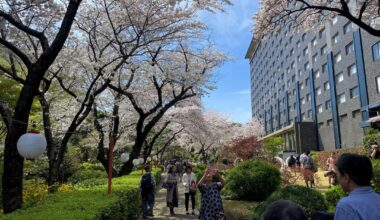 Cherry blossoms in Minato