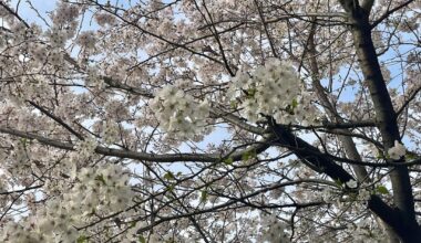 Sakura with a glimpse of something we haven’t seen for a while; the sun!