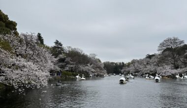 Hanami season at Inokashira Park, Kichijoji