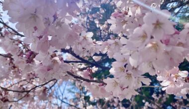 Sakura - Tatsuokajo Castle Ruins (Goryokaku)