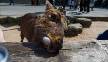 A deer at Miyajima sends it's regards!