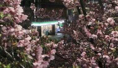 Cherry blossoms and Family Mart. Shibuya, Tokyo (March 2024).