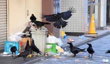 Tokyo tells noisy crows to beat it — in their own language