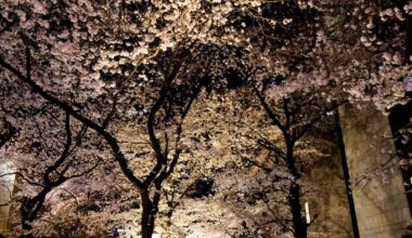 Night Cherry Blossoms at Gion Shirakawa, Kyoto