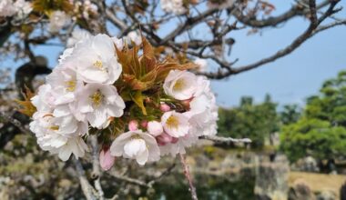 Sakura at Kyoto Imperial Palace