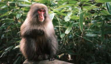 Monkey in Kamikochi