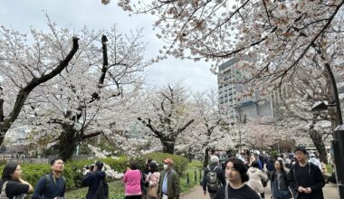 Hanami at Ueno Park