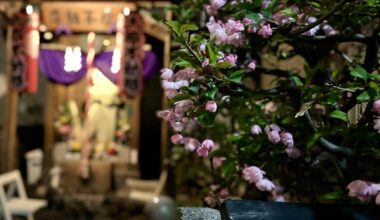 Neighborhood Shrine Night Blossoms in Tokyo