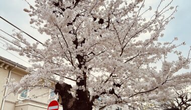 Sakura tree in a quiet Kichijoji neighborhood