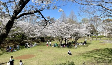 Families enjoying the Sakura in a local park in Yokohama.