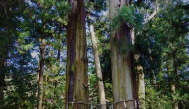 Sacred Ancient Trees at Shinto Shrine