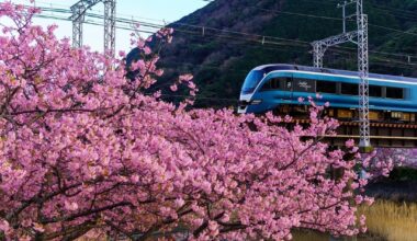 Kawazu Cherry Blossom Festival