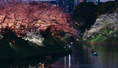 Illuminated Sakura at Chidori-ga-fuchi