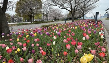 tulips and sakura in Odaiba, Tokyo