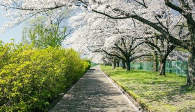 Sakura at Tamagawa Central Park