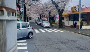 cherry blossoms sure were late but is definitely worth the wait!