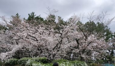 Cherry Blossoms at Expo Park