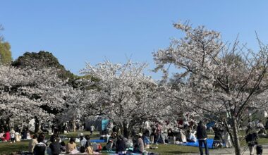 Fukuoka castle Hanami event. Yesterday. My picks.