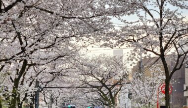 Oizumi Gakuen's Sakura