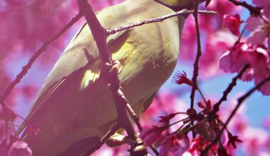 Tokyo's Rose-ringed Parakeet