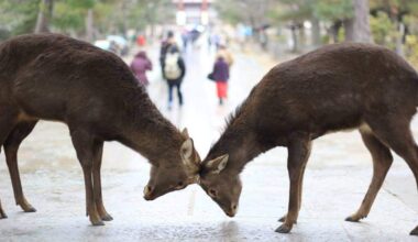 Deer (鹿) of Japan - Nara & Miyajima Island