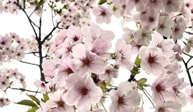 Hanami Season Nisshin shi, Aichi Ken.