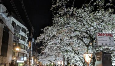 Sakura night (Cherry blossom) in Kyoto 2