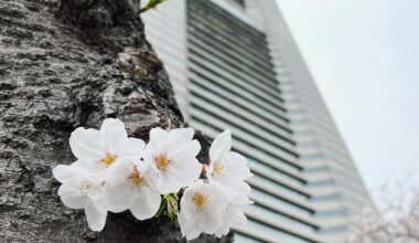 I like trunk blossoms 🌸